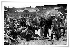 Un éléphant de cirque réquisitionné par l'Armée allemande
