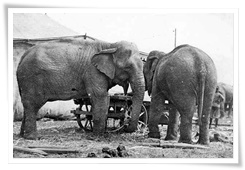 Deux éléphants de cirque